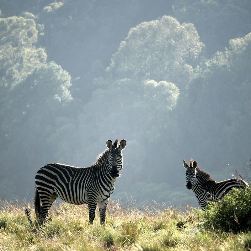 Experience the wildlife wonders of Malawi with this striking image of zebras grazing in Liwonde National Park. The photo captures the distinctive black-and-white patterns of the zebras against the lush, green landscapes of the park, highlighting their graceful movements and social behaviour. Liwonde’s rivers, woodlands, and savannahs provide a rich and diverse habitat, making it one of Malawi’s premier destinations for wildlife viewing and immersive nature experiences.
Inspiration Africa crafts tailor-made journeys to Malawi, offering travellers the opportunity to observe zebras and other iconic species in their natural environment, explore breathtaking landscapes, and experience the extraordinary biodiversity and charm of Liwonde National Park.