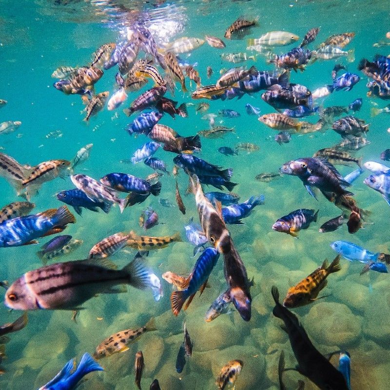 A vibrant school of cichlid fish swims gracefully through the clear freshwater of Lake Malawi, captured during a scuba diving adventure in this striking underwater travel photograph. Their vivid colors, intricate patterns, and lively movements highlight the extraordinary biodiversity of one of Africa’s Great Lakes, home to hundreds of endemic cichlid species. Rocky outcrops and submerged vegetation provide dramatic backdrops, making each dive a visually stunning experience. Ideal for divers, freshwater enthusiasts, and underwater photographers, this scene showcases the unique charm and ecological richness of Lake Malawi’s aquatic ecosystems. Inspiration Africa specializes in bespoke, tailor-made journeys to Malawi and across Africa, crafting immersive freshwater diving adventures and unforgettable wildlife encounters in extraordinary destinations.