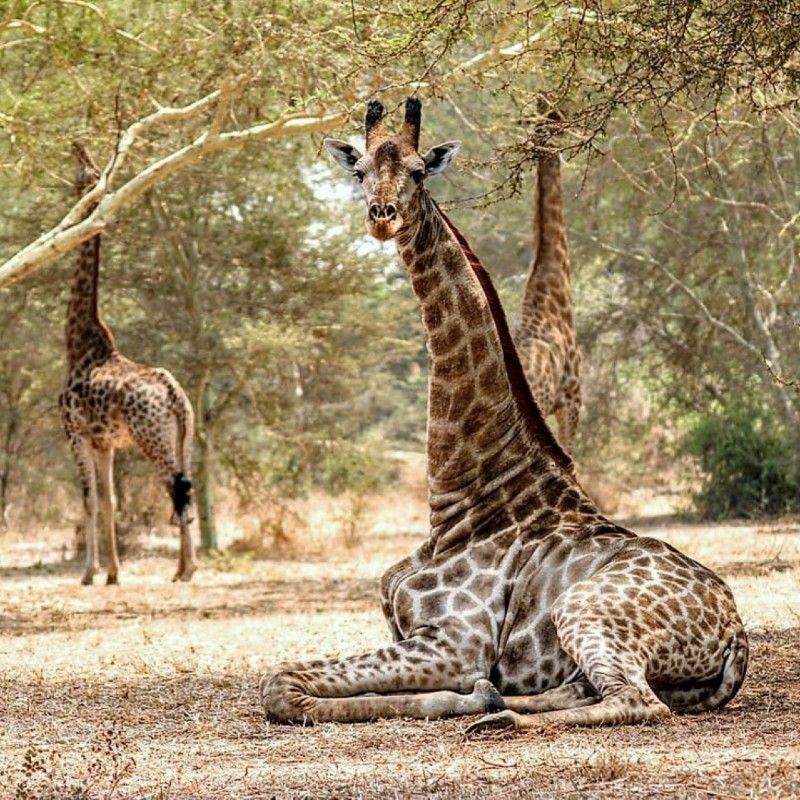 A giraffe rests peacefully beneath a shady tree in Liwonde National Park, Malawi, creating an iconic scene for photographic safaris where wildlife and striking landscapes blend seamlessly. Set along the Shire River, Liwonde offers exceptional game viewing, from elephants and antelope to rich birdlife. Inspiration Africa specializes in bespoke, tailor-made journeys to Malawi and across Africa, crafting extraordinary safari and adventure experiences in remarkable destinations.