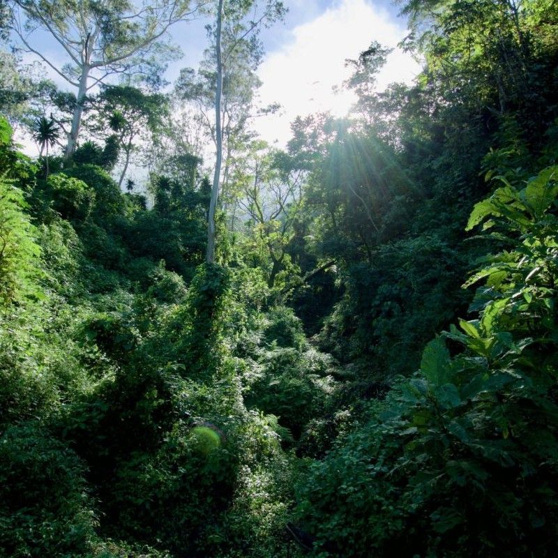 A dense, lush forest in Zomba Nature Reserve, Malawi, is showcased in this immersive travel photograph, highlighting the rich biodiversity and tranquil atmosphere of this protected highland landscape. Towering trees, thick undergrowth, and layers of vibrant green foliage create a sense of depth and enclosure, inviting viewers into the cool, shaded forest environment. Filtered light passes through the canopy above, illuminating moss-covered trunks and winding footpaths that suggest quiet exploration. The scene reflects Zomba Nature Reserve’s role as a haven for native flora and birdlife, as well as a place of calm retreat from the lowlands below. This image captures the essence of Malawi’s natural diversity beyond its lakes and savannahs. Inspiration Africa curates bespoke, tailor-made journeys to Malawi and across Africa, connecting travelers with immersive nature experiences in remarkable destinations.