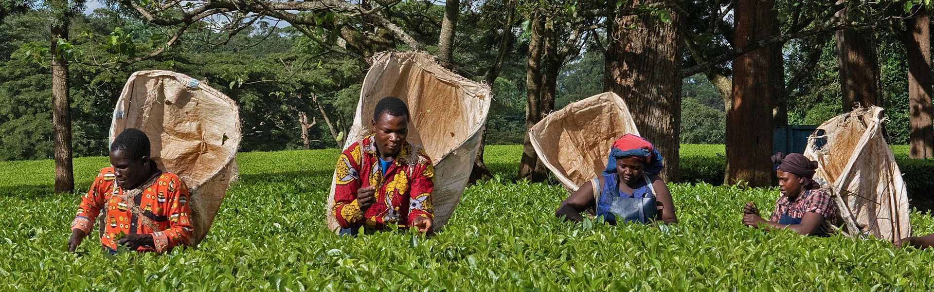 Workers in vibrant dress harvest tea leaves by hand on the rolling plantations near Thyolo, Malawi, a region known for its scenic highlands and rich agricultural heritage. Visiting these tea estates offers insight into local traditions and rural life, set against a backdrop of green hills and distant mountains. Inspiration Africa organizes tailored travel to Malawi, including cultural experiences like tea plantation visits, guided walks, and lodge stays with panoramic views. Whether as part of a wider journey through Malawi or a focused regional escape, let Inspiration Africa craft your personalized itinerary to this peaceful and culturally rich corner of Africa.