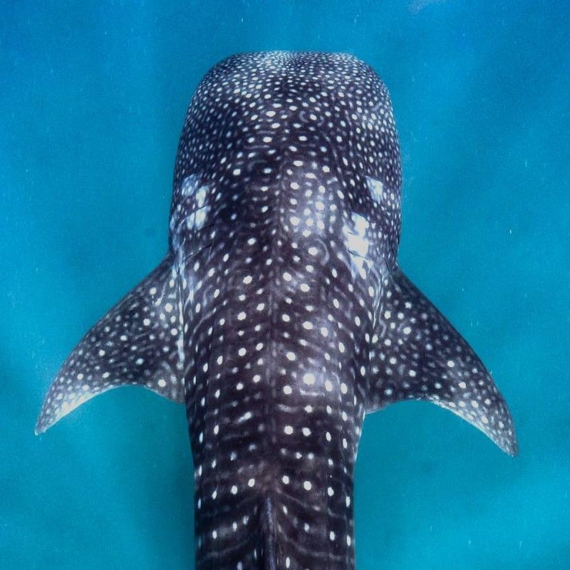 A whale shark glides through the deep blue waters off Tofo Beach in Mozambique, its massive yet gentle form moving effortlessly through the Indian Ocean during an unforgettable scuba diving encounter. The whale shark’s distinctive spotted pattern and immense size create a breathtaking sight against the clear tropical waters, highlighting the rich marine biodiversity of this renowned diving destination. Tofo Beach is celebrated for its exceptional offshore encounters with whale sharks, manta rays, and vibrant reef life, offering divers a rare opportunity to experience one of Africa’s most extraordinary underwater ecosystems in its natural, untouched state.
Inspiration Africa specializes in bespoke, tailor-made journeys across Mozambique and African continent, creating immersive travel experiences that combine diving, extraordinary marine wildlife encounters, and authentic coastal adventure. From whale shark expeditions at Tofo Beach to unforgettable safari and island escapes, every itinerary is carefully curated to showcase beauty, diversity, and spirit of Africa.