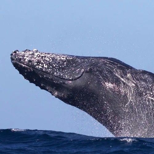 A magnificent whale breaches the surface of the ocean off Tofo Beach, Mozambique, sending a dramatic spray of water into the air as it rises above the waves in a breathtaking display of power and grace. Set against the deep blue waters of the Indian Ocean, this unforgettable wildlife encounter showcases the incredible marine biodiversity that makes Tofo one of Africa’s premier coastal destinations. Witnessing a whale in its natural habitat is a truly awe-inspiring experience, offering travelers a rare connection to the wonders of the ocean and the untamed beauty of Mozambique’s coastline.
Inspiration Africa specializes in bespoke, tailor-made journeys across Mozambique and the African continent, creating immersive travel experiences that combine extraordinary marine wildlife encounters, pristine coastal landscapes, and authentic adventure. From whale watching and diving experiences in Tofo Beach to unforgettable safari journeys and island escapes, every itinerary is carefully curated to showcase the beauty, diversity, and spirit of Africa.