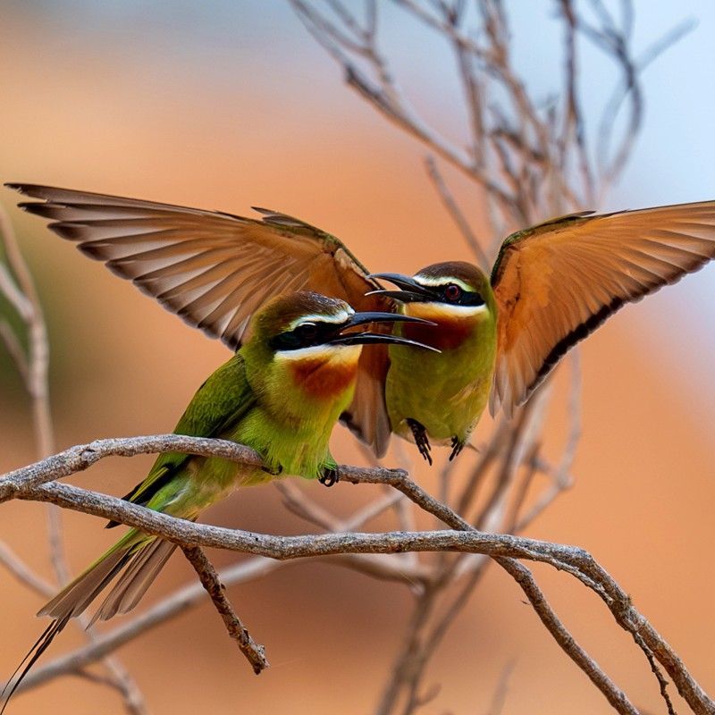 Gaze upon a delightful pair of bee-eaters in Mozambique’s Bazaruto Archipelago, captured in this vibrant wildlife photograph. Their colorful plumage and elegant forms stand out against the coastal landscapes of this pristine island paradise, reflecting the archipelago’s rich birdlife and natural beauty. Known for their graceful flight and vivid colors, bee-eaters add a splash of life to the skies above Bazaruto. Observing these birds in such a tranquil island setting is a truly enchanting experience. Inspiration Africa specializes in designing bespoke, tailor-made journeys that combine exceptional birdwatching with extraordinary island and safari adventures across Africa’s most remarkable destinations.