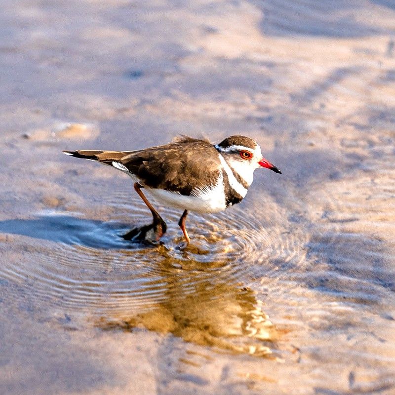Discover a serene wildlife moment in Mozambique’s Bazaruto Archipelago with this captivating photo of a grey-and-white bird perched along the pristine coastline. Its subtle plumage contrasts beautifully with the turquoise waters and sandy beaches, highlighting the rich birdlife and coastal biodiversity of this tropical paradise. Gentle sunlight illuminates the scene, capturing the delicate elegance of this remarkable species in its natural habitat. Inspiration Africa specializes in tailor-made journeys that bring you closer to extraordinary wildlife encounters and stunning landscapes. Let us design your personalized adventure to explore the unique birds and breathtaking scenery of the Bazaruto Archipelago.