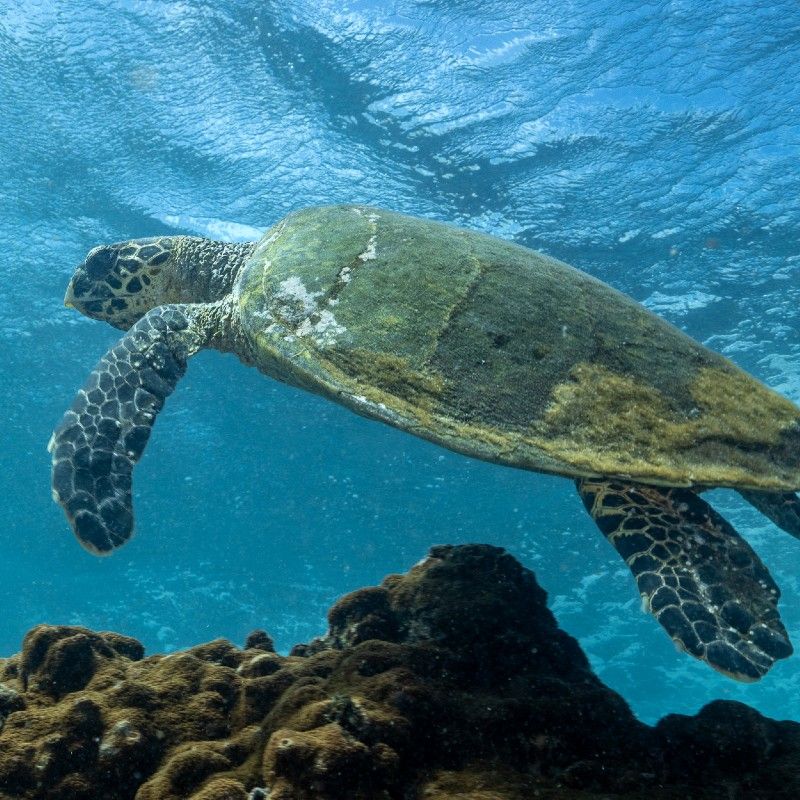 A sea turtle encountered while scuba diving in the Bazaruto Archipelago, Mozambique, is captured in this captivating underwater travel photograph, highlighting the region’s pristine marine ecosystem. The turtle glides effortlessly through clear turquoise waters above coral reefs and sandy seabeds, illuminated by shafts of filtered sunlight from the surface. The scene conveys tranquility, freedom, and the extraordinary biodiversity that defines this protected island sanctuary in the Indian Ocean. Subtle light patterns and natural ocean textures enhance the sense of depth and immersion. Inspiration Africa curates bespoke, tailor-made journeys to Mozambique and across Africa, combining luxury island stays with immersive marine adventures and unforgettable wildlife experiences.