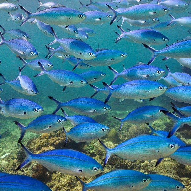 A shimmering school of silver-blue fish moves in perfect unison through the clear waters of Vilanculos, Mozambique, captured during a scuba diving experience in this striking underwater travel photograph. Their reflective bodies catch the light as they flow across the reef, creating a dynamic sense of movement and depth within the ocean scene. Vilanculos, gateway to the Bazaruto Archipelago, is renowned for excellent visibility, healthy coral reefs, and abundant marine life, making it a premier destination for diving and underwater photography. Ideal for divers, marine enthusiasts, and photographers, this image celebrates the beauty, rhythm, and richness of Mozambique’s Indian Ocean ecosystems. Inspiration Africa specializes in bespoke, tailor-made journeys to Mozambique and across Africa, crafting immersive marine adventures and unforgettable underwater experiences in exceptional coastal destinations.