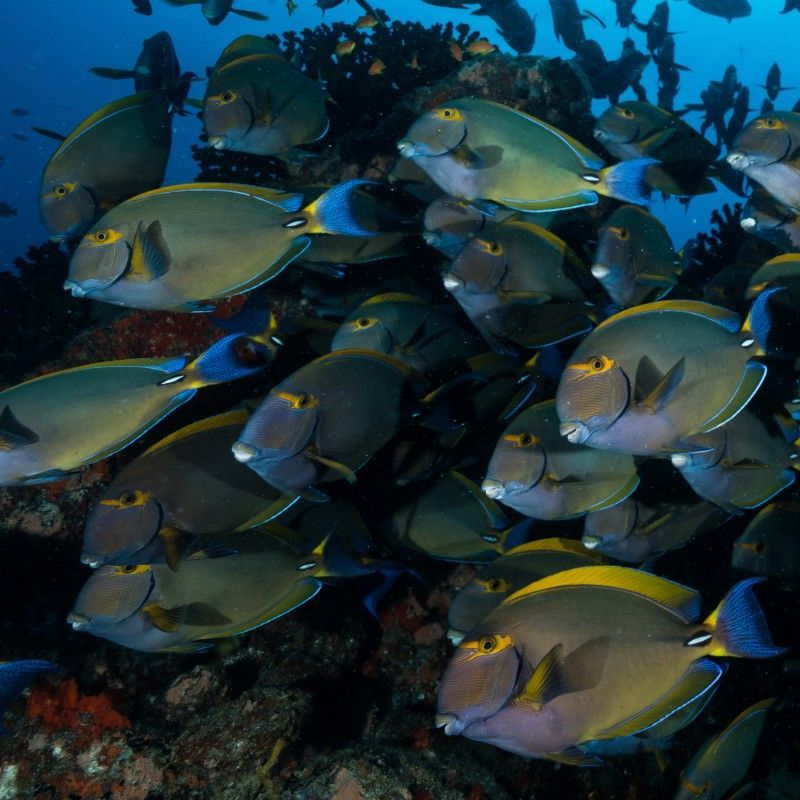 Gaze upon the vibrant beauty of tropical coral reef fish in the crystal-clear waters of Vilanculos, Mozambique. This captivating photograph captures the dazzling colors and patterns of the fish as they swim among healthy coral formations, highlighting the rich biodiversity of the region’s marine ecosystems. Vilanculos is renowned for its pristine reefs and abundant marine life, offering exceptional opportunities for snorkeling and diving adventures. Witnessing this underwater world up close is a mesmerizing and unforgettable experience. Inspiration Africa specializes in designing bespoke, tailor-made journeys that deliver extraordinary marine wildlife encounters across Africa’s most remarkable destinations.
