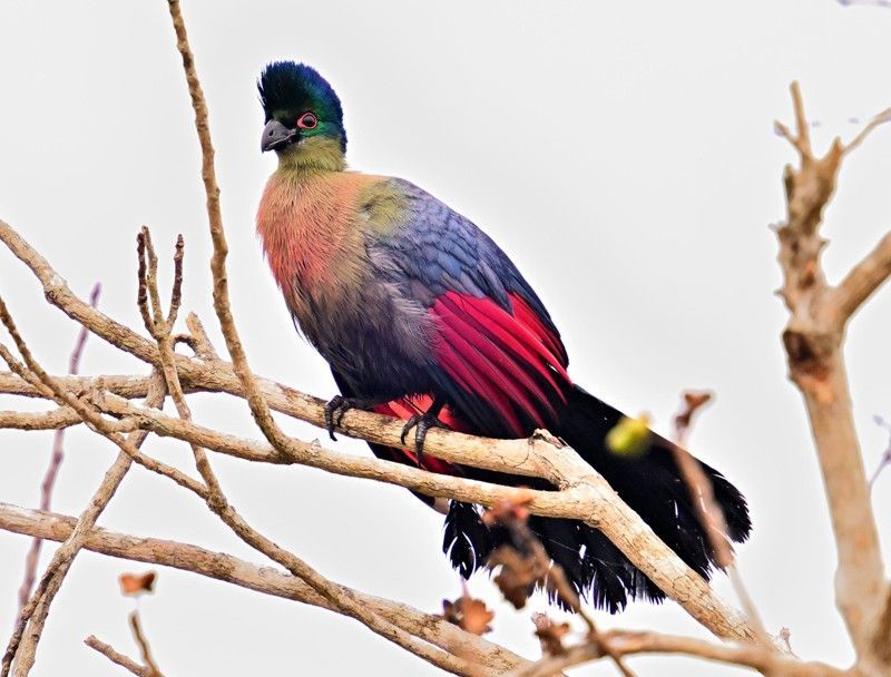 Experience the vibrant wildlife of Mozambique with this captivating image of a brilliantly colored bird in Gorongosa National Park. The photo showcases its striking pink, purple, and black plumage, highlighting the bird’s unique beauty and intricate patterns against the park’s lush landscapes. This scene reflects Gorongosa’s extraordinary avian diversity and the remarkable charm of its birdlife in one of Africa’s most dynamic and scenic ecosystems.
Inspiration Africa crafts tailor-made journeys to Mozambique, offering travellers the opportunity to observe colorful bird species like this one, explore the stunning landscapes of Gorongosa National Park, and immerse themselves in the rich biodiversity and natural wonders of this exceptional African destination.