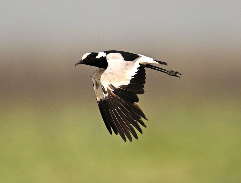 Gaze upon the elegance of a black-and-white bird in flight over Mozambique’s Gorongosa National Park, captured in this dynamic wildlife photograph. The contrasting plumage stands out beautifully against the park’s open skies and diverse landscapes, highlighting the grace and freedom of avian life in motion. Gorongosa is celebrated for its remarkable biodiversity and successful conservation story, making it a rewarding destination for birdwatchers and nature enthusiasts. Witnessing a bird in flight here reflects the vitality and renewal of this iconic African wilderness. Inspiration Africa specializes in crafting bespoke, tailor-made journeys that showcase Africa’s most inspiring wildlife experiences.
