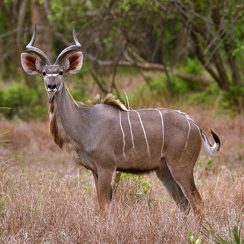 Gaze upon the elegant form of a greater kudu in Mozambique’s Gorongosa National Park. This striking photograph captures the antelope’s distinctive twisted horns and graceful posture, set against the park’s lush savannah and woodland landscapes. Gorongosa is renowned for its rich biodiversity and successful conservation efforts, offering rare opportunities to observe species like the greater kudu in their natural habitat. Witnessing these majestic animals up close highlights the beauty and diversity of Africa’s wildlife. Inspiration Africa specializes in designing bespoke, tailor-made journeys that deliver extraordinary wildlife encounters across Africa’s most remarkable destinations.
