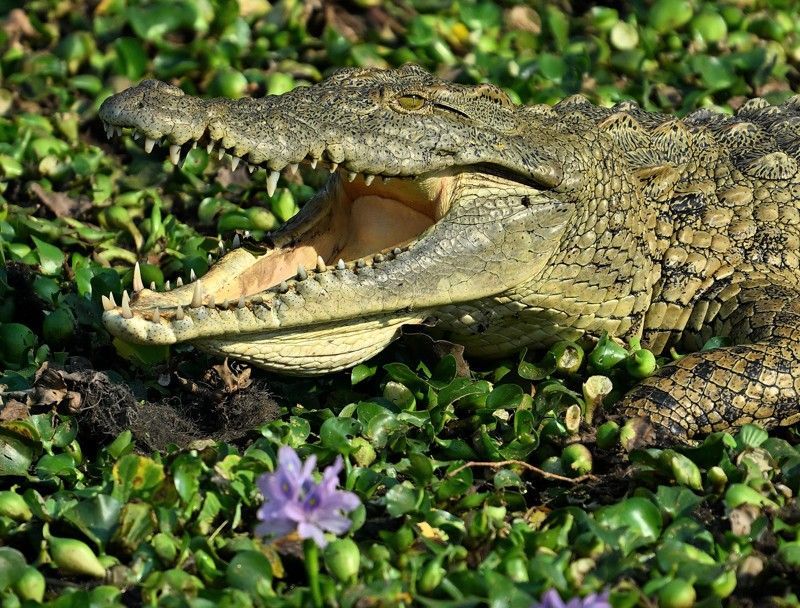 Gaze upon the formidable presence of a crocodile in Mozambique’s Gorongosa National Park. This striking photograph captures the reptile’s powerful jaw and textured skin as it rests at the water’s edge, blending seamlessly with its riverine surroundings. Gorongosa’s rivers and wetlands are renowned for their rich biodiversity, providing exceptional opportunities to observe crocodiles and other aquatic wildlife in their natural habitat. Witnessing a crocodile up close evokes awe and respect for Africa’s diverse and resilient wildlife. Inspiration Africa specializes in designing bespoke, tailor-made journeys that deliver extraordinary wildlife encounters across Africa’s most remarkable destinations.
