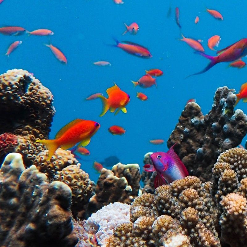 A vibrant coral reef teems with life beneath the crystal-clear waters of Memba Bay in Mozambique, where schools of bright orange fish weave through intricate coral formations in a dazzling display of color and movement. This thriving underwater ecosystem showcases the exceptional biodiversity of the Indian Ocean, with vivid corals, tropical marine species, and untouched reef structures creating one of East Africa’s most spectacular scuba diving environments. The clarity and richness of the water reveal a hidden world of natural beauty, making Memba Bay a truly unforgettable destination for underwater exploration. Inspiration Africa specializes in bespoke, tailor-made journeys across Mozambique and the African continent, designing immersive travel experiences that combine extraordinary natural beauty, adventure, and authentic discovery. From world-class diving sites and pristine coastal escapes to unforgettable safari experiences, every itinerary is carefully curated to showcase the beauty, diversity, and spirit of Africa.