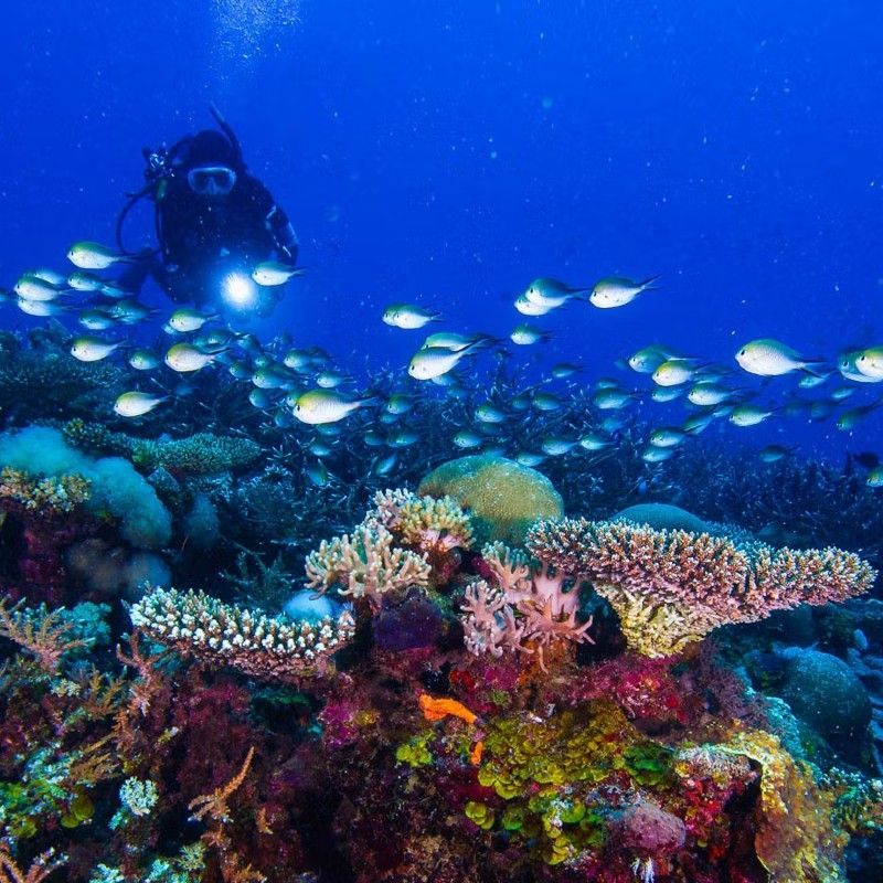 Diving in the Quirimbas Archipelago unveils vibrant coral reefs, abundant marine life, and crystal-clear waters along Mozambique’s northern coast. This Indian Ocean paradise offers exceptional underwater exploration, from colorful reef fish to turtles and rays. Inspiration Africa specializes in bespoke, tailor-made journeys to Mozambique and across Africa, crafting extraordinary safari and adventure experiences in remarkable destinations.