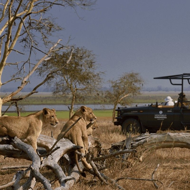 Game drives in Gorongosa National Park offer thrilling close encounters with lions in a landscape reborn through conservation. Two lionesses perched on the bare branches of a tree create a striking scene against sweeping plains and distant mountains. Within this thriving ecosystem of diverse wildlife, every drive reveals the wild beauty of Mozambique. Inspiration Africa specializes in bespoke, tailor-made journeys to Mozambique and across Africa, crafting extraordinary safari and adventure experiences in remarkable destinations.