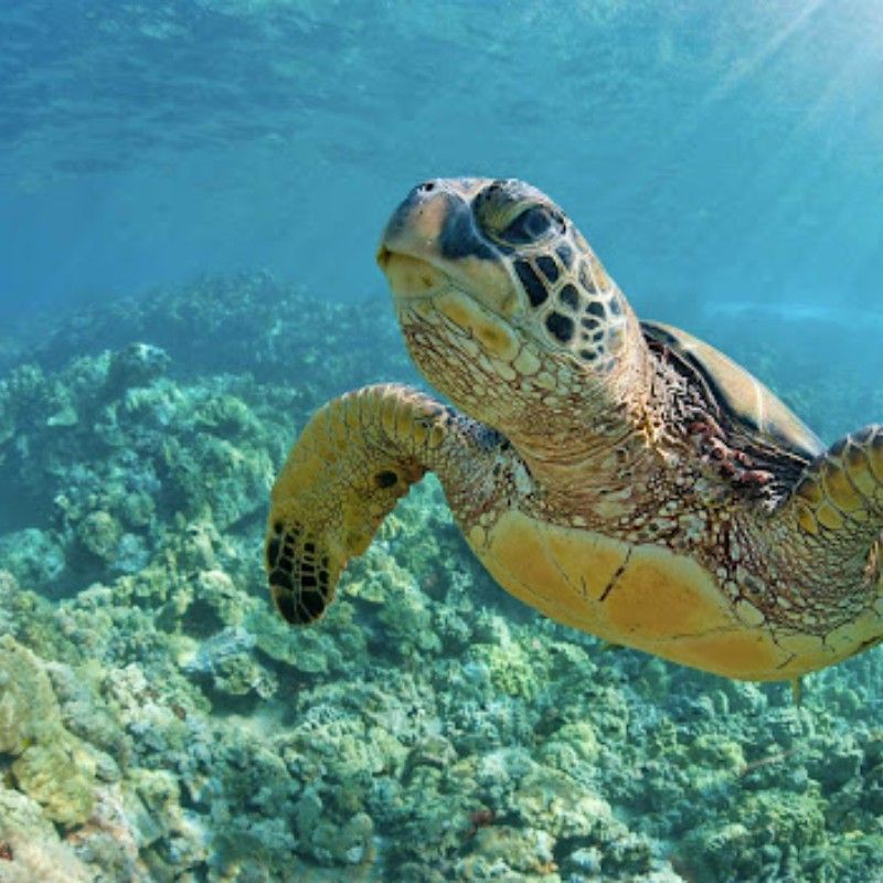 A sea turtle gliding gracefully underwater in the Quirimbas Archipelago, Mozambique, is captured in this captivating travel photograph, highlighting the region’s rich marine biodiversity. Suspended in clear turquoise waters, the turtle moves effortlessly above coral reefs and vibrant marine life, illuminated by filtered sunlight streaming through the ocean’s surface. The scene conveys tranquility, freedom, and the pristine beauty of this protected coastal ecosystem. Subtle light patterns and natural textures emphasize the clarity of the water and the health of the reef environment. Inspiration Africa curates bespoke, tailor-made journeys to Mozambique and across Africa, combining luxury island stays with immersive marine, wildlife, and conservation-focused experiences.
