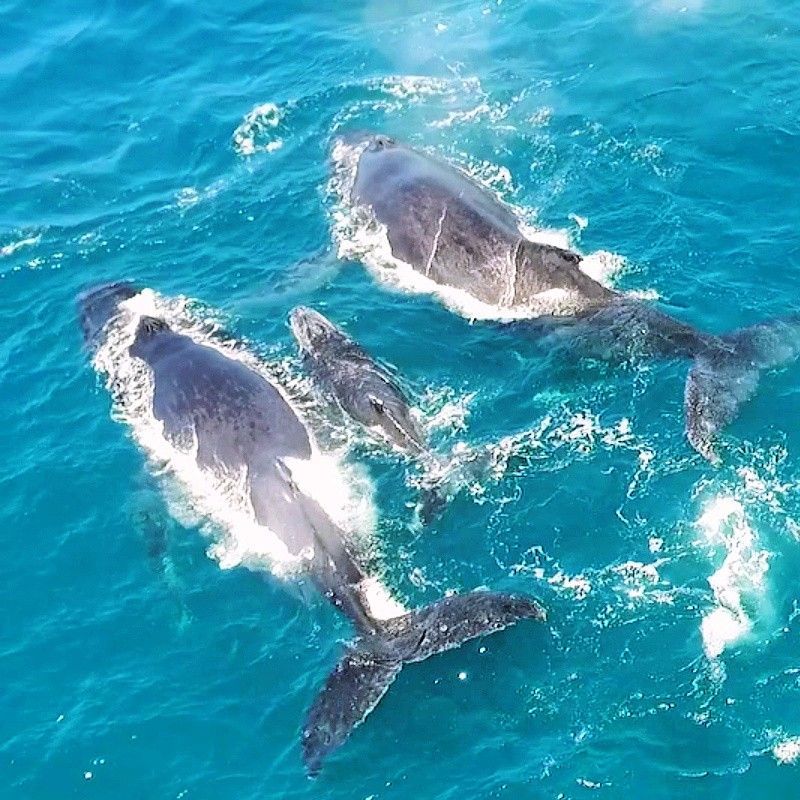 An aerial view captures two adult whales and a calf gliding through the clear blue waters off Vilanculos, Mozambique, creating a powerful and intimate marine wildlife scene. Seen from above, the graceful movement of the whales highlights their immense scale and the gentle bond between the adults and the baby as they migrate along the Indian Ocean coast. Vilanculos, gateway to the Bazaruto Archipelago, is renowned for seasonal whale sightings and rich marine biodiversity. Ideal for marine wildlife enthusiasts, photographers, and nature lovers, this image showcases the beauty and serenity of Mozambique’s protected ocean ecosystems. Inspiration Africa specializes in bespoke, tailor-made journeys to Mozambique and across Africa, crafting authentic coastal experiences that feature extraordinary whale encounters and unforgettable natural moments.