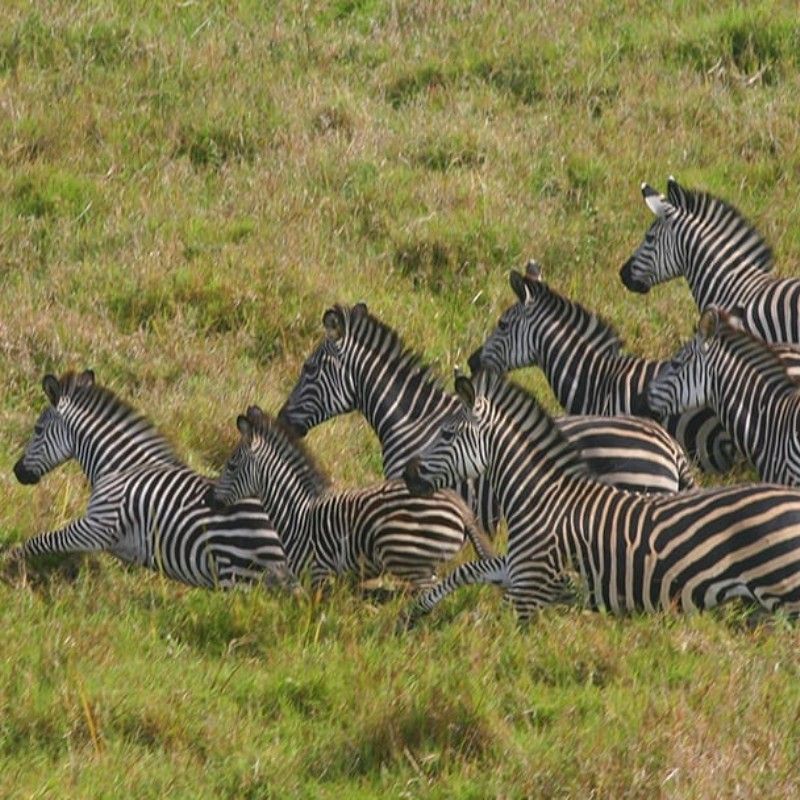 A photographic safari in Limpopo National Park, Mozambique, captures striking wildlife, sweeping savannas, and tranquil river scenes that unfold beautifully through the lens. Part of the Greater Limpopo Transfrontier Conservation Area, the park offers diverse landscapes and rewarding game viewing. Inspiration Africa specializes in bespoke, tailor-made journeys to Mozambique and across Africa, crafting extraordinary safari and adventure experiences in remarkable destinations.