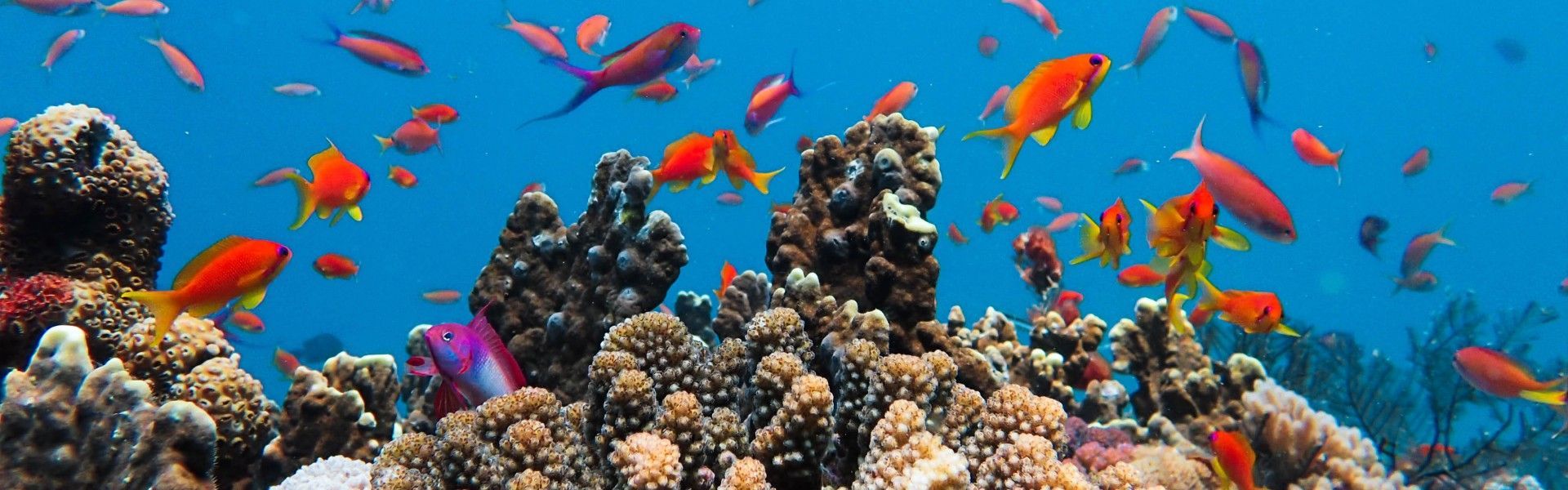 A colorful coral reef flourishes beneath the crystal-clear waters of Memba Bay in Mozambique, where vibrant tropical fish weave through intricate coral formations in one of East Africa’s most breathtaking marine environments. Brilliant shades of blue, orange, yellow, and turquoise illuminate the underwater landscape, showcasing the extraordinary biodiversity and untouched beauty of the Indian Ocean. This remote coastal paradise offers exceptional scuba diving experiences, where thriving reefs and abundant sea life create unforgettable moments beneath the surface. Inspiration Africa specializes in bespoke, tailor-made journeys across Mozambique and the African continent, creating immersive travel experiences that combine extraordinary natural beauty, adventure, and authentic discovery. From world-class diving destinations and secluded tropical beaches to unforgettable safari experiences, every itinerary is carefully curated to showcase the diversity, beauty, and spirit of Africa.
