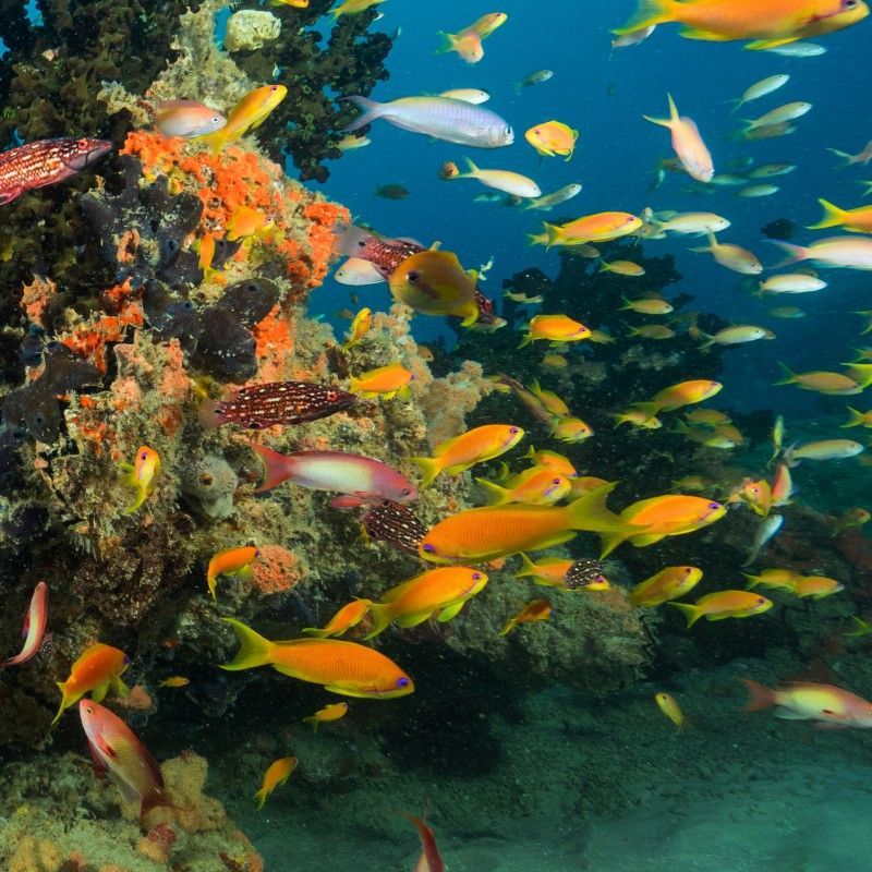 A vibrant school of tropical fish swims gracefully among colorful corals in Maputo National Park, Mozambique, captured during a scuba diving adventure in this stunning underwater travel photograph. The clear waters reveal the reef’s intricate structures, teeming with life as fish of all shapes and colors weave through the coral formations, showcasing the park’s rich marine biodiversity. Maputo National Park is renowned for its pristine reefs, calm waters, and exceptional diving and snorkeling opportunities, making it a top destination for underwater exploration and photography. Ideal for divers, marine wildlife enthusiasts, and photographers, this scene celebrates the color, movement, and ecological richness of Mozambique’s Indian Ocean ecosystems. Inspiration Africa specializes in bespoke, tailor-made journeys to Mozambique and across Africa, crafting immersive marine adventures and unforgettable underwater wildlife experiences.