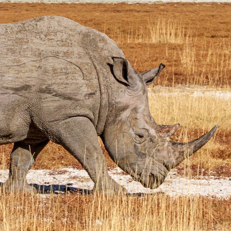 Gaze upon the formidable presence of a rhinoceros in Namibia’s Etosha National Park. This striking photograph captures the rhino’s powerful build and textured skin as it moves across Etosha’s vast salt pans and open plains. Etosha is renowned for its exceptional wildlife diversity, providing rare opportunities to observe endangered species like rhinos in their natural habitat. Witnessing a rhinoceros up close is a thrilling and unforgettable safari experience. Inspiration Africa specializes in designing bespoke, tailor-made journeys that deliver extraordinary wildlife encounters across Africa’s most remarkable destinations.
