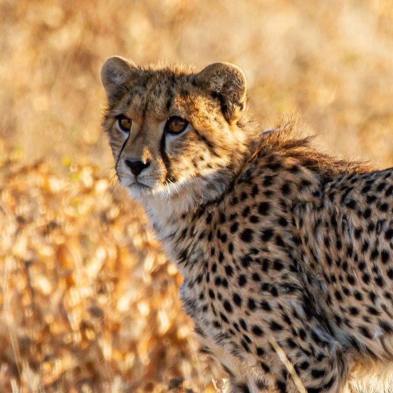 Gaze upon the sleek power of a cheetah in Namibia’s Etosha National Park, captured in this striking wildlife photograph. This image highlights the cheetah’s slender build, distinctive black tear marks, and intense focus as it moves across Etosha’s open plains. Renowned for its vast salt pans and exceptional wildlife viewing, Etosha offers rare opportunities to observe these magnificent predators in their natural habitat. Encountering a cheetah here is a thrilling and memorable safari moment. Inspiration Africa specializes in designing bespoke, tailor-made journeys that deliver extraordinary wildlife encounters across Africa’s most remarkable destinations.