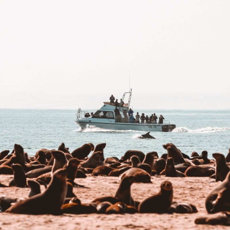 A daytime marine cruise near Sandwich Harbour reveals Namibia’s extraordinary coastal wildlife. Dolphins glide effortlessly through the Atlantic swells while Cape fur seals bask along the shoreline, framed by towering dunes meeting the sea. This unique meeting of desert and ocean creates unforgettable encounters. Inspiration Africa specializes in bespoke, tailor-made journeys to Namibia and across Africa, crafting extraordinary safari and adventure experiences in remarkable destinations.