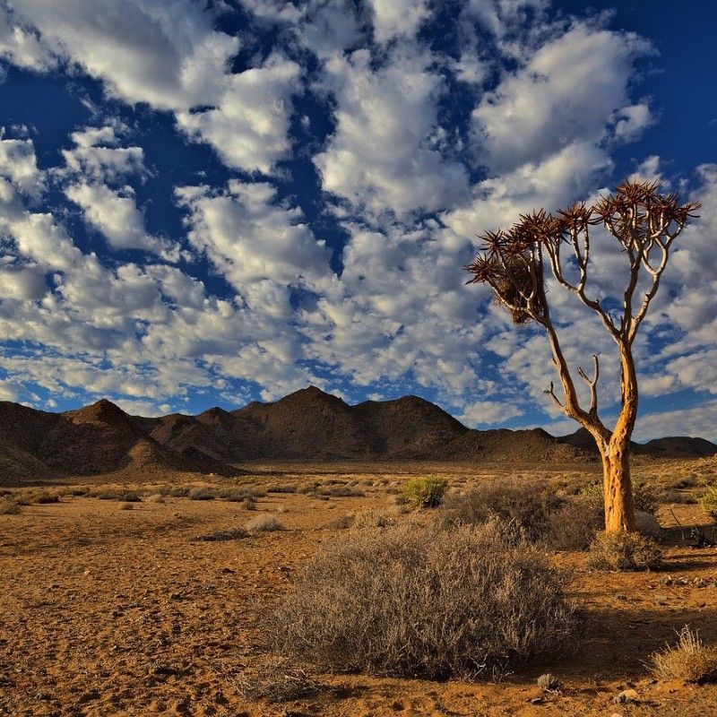 The vast and rugged landscapes of Ai-Ais Richtersveld Transfrontier Park in Namibia are captured in this striking travel photograph, showcasing dramatic desert plains, rugged mountains, and deep river valleys under a wide-open sky. The arid terrain is dotted with unique vegetation and rocky outcrops, reflecting the park’s distinctive biodiversity and geological formations. As a protected cross-border wilderness area, Ai-Ais Richtersveld offers a remote and unspoiled experience, where the harmony of desert, mountains, and riverine environments creates breathtaking vistas. Ideal for adventure travelers, photographers, and nature enthusiasts, this scene captures the scale, solitude, and raw natural beauty of one of Namibia’s most extraordinary transfrontier parks. Inspiration Africa specializes in bespoke, tailor-made journeys to Namibia and across Africa, crafting immersive wilderness experiences and unforgettable encounters with remarkable landscapes.