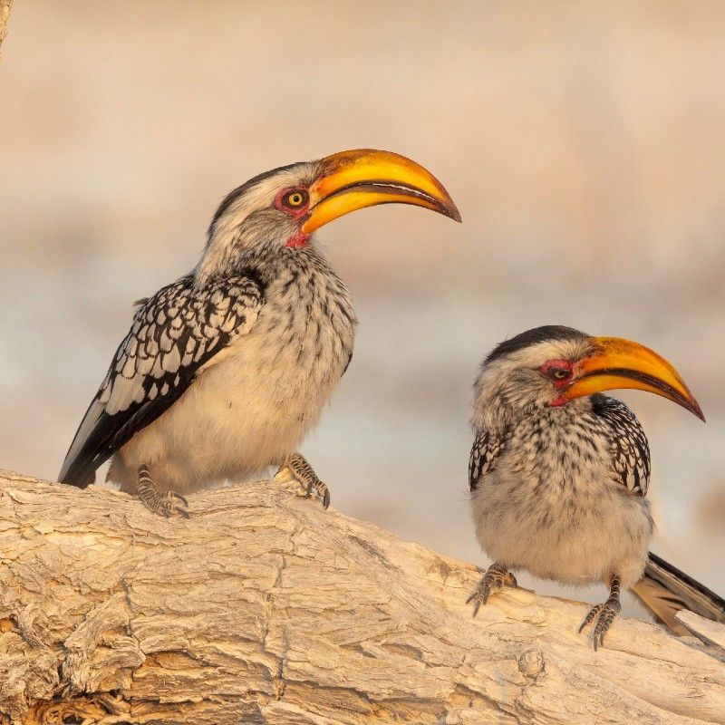 Two Southern Yellow-billed Hornbills (Tockus leucomelas) perch alertly on a tree trunk, their distinctive curved bills and lively personalities adding character to Namibia’s birdlife. Commonly seen in dry savannas and open woodlands, these charismatic birds are a highlight for nature lovers and photographers alike. Inspiration Africa specializes in bespoke, tailor-made journeys to Namibia and across Africa, crafting extraordinary safari and adventure experiences in remarkable destinations.