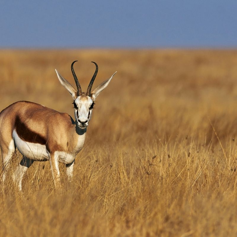 Encounter the grace and elegance of Namibia’s wildlife with this striking image of a gazelle in its natural habitat. The photo captures the gazelle poised amid the golden grasses and open plains, highlighting its slender form, alert gaze, and swift, agile movements. This serene scene reflects the vastness and beauty of Namibia’s landscapes, where wildlife thrives in harmony with the environment.
Inspiration Africa crafts tailor-made journeys to Namibia, offering travellers the chance to observe gazelles and other iconic species in the wild, explore breathtaking savannahs and deserts, and experience the extraordinary natural heritage of this remarkable country.