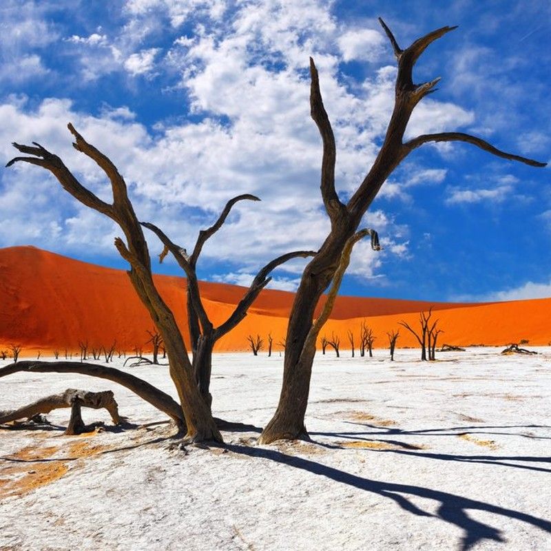 Experience the surreal beauty of Namibia’s Deadvlei with this striking image of ancient, sun-scorched camelthorn trees rising from a dazzling white clay pan. Surrounded by towering red dunes and illuminated by stark desert light, the scene captures the otherworldly atmosphere that makes Deadvlei one of Africa’s most iconic landscapes. The contrast of deep ochre sands, bleached earth and dark, sculptural trees creates a powerful visual reminder of the desert’s timeless artistry.
Inspiration Africa crafts tailor-made journeys to Namibia, offering travellers the chance to explore Deadvlei, climb the soaring dunes of Sossusvlei and experience the breathtaking drama of the Namib Desert’s unique and unforgettable scenery.