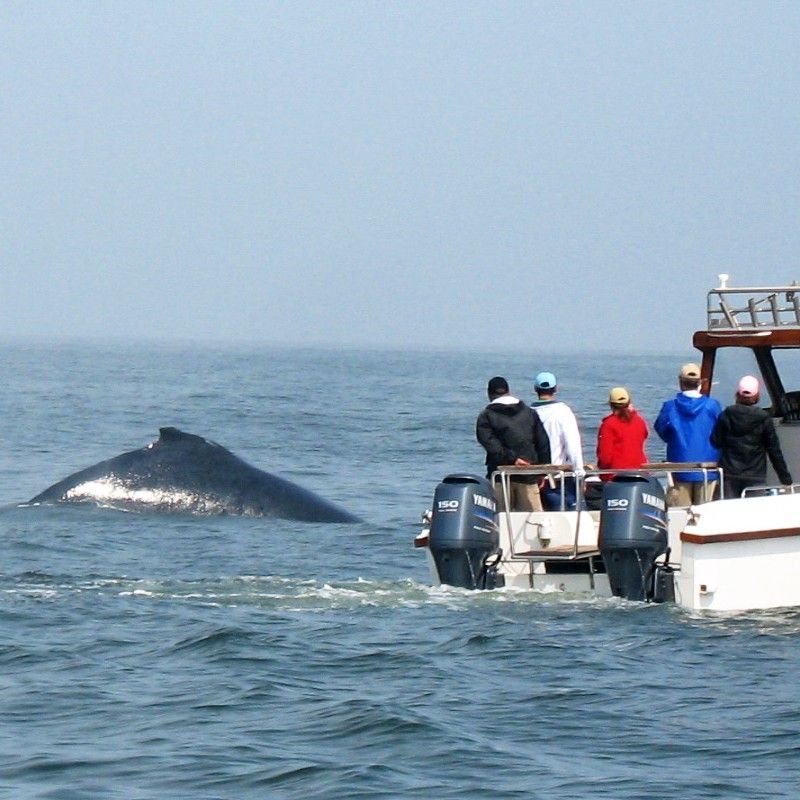 A thrilling whale-watching encounter unfolds in Walvis Bay, Namibia, captured in this dynamic travel photograph. A majestic whale breaches the calm, deep-blue waters, sending a spray of ocean mist into the air, while the surrounding bay stretches out under a bright sky. The scene highlights the incredible marine biodiversity of Namibia’s Atlantic coast, where dolphins, seals, and migratory whales can often be seen close to shore. Ideal for wildlife enthusiasts, photographers, and adventure travelers, this moment captures the excitement, scale, and wonder of observing some of the ocean’s largest creatures in their natural habitat. Inspiration Africa specializes in bespoke, tailor-made journeys to Namibia and across Africa, crafting immersive coastal adventures and unforgettable marine wildlife encounters in extraordinary destinations.