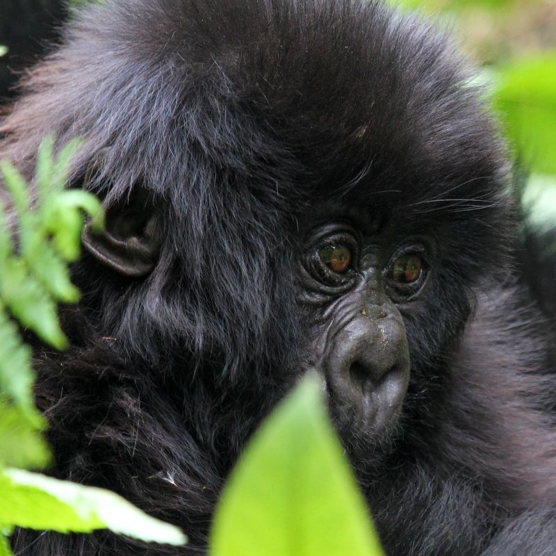 Rwanda is renowned as one of the world’s premier destinations to observe mountain gorillas in their natural habitat. These extraordinary primates inhabit the lush, mist-covered forests of Volcanoes National Park in the country’s northwest. Part of the greater Virunga Conservation Area, the park is home to several habituated gorilla families that can be visited on expertly guided treks, offering one of Africa’s most profound wildlife encounters. Inspiration Africa specializes in bespoke, tailor-made journeys to Rwanda and across Africa, crafting extraordinary safari and adventure experiences in remarkable destinations.