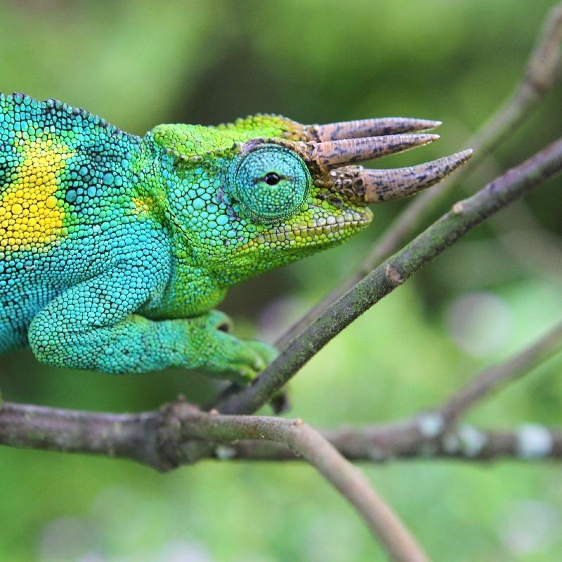 A vibrant turquoise and green chameleon clings to the lush vegetation of Rwanda, its striking colors and intricate patterns reflecting the extraordinary biodiversity of East Africa’s tropical landscapes. Surrounded by dense forests and rich natural habitats, this remarkable reptile captures the unique beauty and delicate balance of Rwanda’s wildlife ecosystems. The vivid tones and detailed textures of the chameleon create a captivating glimpse into the smaller wonders of Africa, where every forest and national park offers unforgettable encounters with rare and fascinating species. Inspiration Africa specializes in bespoke, tailor-made journeys across Rwanda and the African continent, creating immersive travel experiences that connect travelers with Africa’s wildlife, landscapes, and vibrant cultures. From gorilla trekking adventures to scenic safari escapes, every itinerary is carefully designed to inspire meaningful discovery and unforgettable memories.