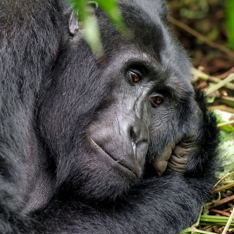 Experience a breathtaking encounter in the misty forests of Volcanoes National Park in Rwanda. This photo captures a majestic mountain gorilla amidst lush greenery, its deep, expressive eyes reflecting the calm strength and intelligence of this endangered species. The soft, filtered light through the forest canopy highlights the gorilla’s powerful presence and the rich biodiversity of its habitat. Inspiration Africa creates tailor-made journeys that bring you closer to Rwanda’s extraordinary wildlife and stunning landscapes. Let us design your personalized, conservation-focused adventure into the heart of the Virunga Mountains, home to these iconic primates.