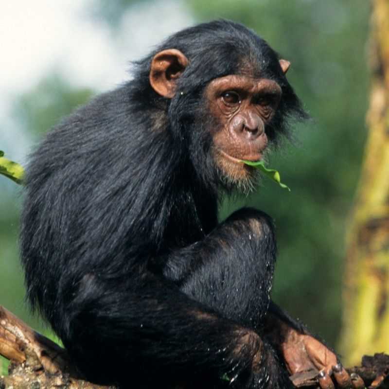 Experience a striking wildlife moment in the lush montane forests of Rwanda. This photo captures a solitary chimpanzee poised among dense green foliage, its thoughtful gaze and expressive features offering a rare glimpse into the life of this intelligent and endangered primate. Soft, filtered light from the canopy enhances the rich textures of its dark fur and the vibrant rainforest that surrounds it. Inspiration Africa creates tailor-made journeys that bring you closer to Rwanda’s extraordinary wildlife and captivating natural landscapes. Let us design your personalized, conservation-focused adventure into one of East Africa’s most enchanting primate habitats.