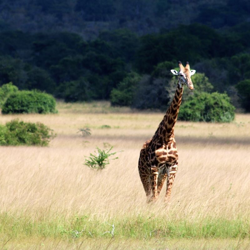 Rwanda offers a remarkable setting for wildlife photography, where diverse ecosystems range from misty mountains and dense rainforests to open savannahs and shimmering lakes. Iconic species—from mountain gorillas in Volcanoes National Park to classic plains game in Akagera National Park—provide extraordinary subjects in ever-changing light. Inspiration Africa specializes in bespoke, tailor-made journeys to Rwanda and across Africa, crafting extraordinary safari and adventure experiences in remarkable destinations.