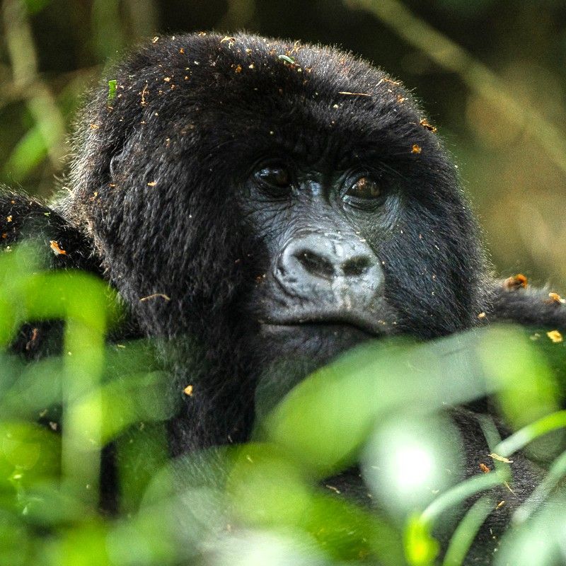 Discover the misty highlands of Rwanda with Inspiration Africa. In the lush forests of the Virunga Mountains, mountain gorillas roam freely, offering one of Africa’s most profound wildlife encounters. We specialize in designing bespoke, tailor-made journeys that combine extraordinary perspectives with Africa’s most remarkable destinations, from intimate gorilla trekking experiences to immersive nature and cultural exploration.