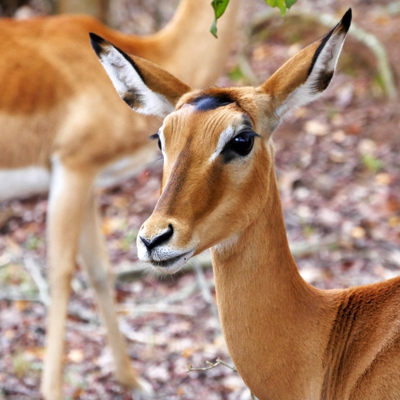 Rwanda offers diverse wildlife safari experiences, with Akagera National Park serving as the country’s premier savannah destination. Set within the landscapes of Rwanda, the park is home to a rich variety of wildlife. Among its most elegant inhabitants are the impalas, admired for their agility, grace, and sleek movements across the plains. Inspiration Africa specializes in bespoke, tailor-made journeys to Rwanda and across Africa, crafting extraordinary safari and adventure experiences in remarkable destinations.