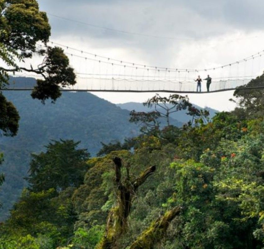 Rwanda offers diverse hiking and trekking experiences across Rwanda, from climbing volcanic peaks in Volcanoes National Park to exploring rainforest trails in Nyungwe Forest National Park. Adventures range from unforgettable gorilla tracking to canopy walks and scenic countryside hikes. Inspiration Africa specializes in bespoke, tailor-made journeys to Rwanda and across Africa, crafting extraordinary safari and adventure experiences in remarkable destinations.