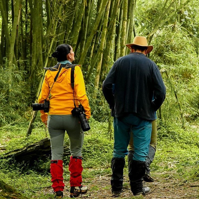 Travelers hike along a trail in the lush Nyungwe Forest in Rwanda, captured in this immersive adventure travel photograph. Renowned as one of Africa’s largest and most biodiverse montane rainforests, Nyungwe Forest is home to chimpanzees, colobus monkeys, and a remarkable variety of bird species. Trekking through dense tropical vegetation, misty valleys, and bamboo groves, hikers experience the forest’s serene beauty and vibrant wildlife up close. Ideal for adventure seekers, nature lovers, and wildlife enthusiasts, this journey combines scenic hiking, wildlife encounters, and an authentic connection with Rwanda’s extraordinary natural landscapes. Inspiration Africa specializes in bespoke, tailor-made journeys to Rwanda and across Africa, creating unforgettable trekking and wildlife experiences in extraordinary destinations.