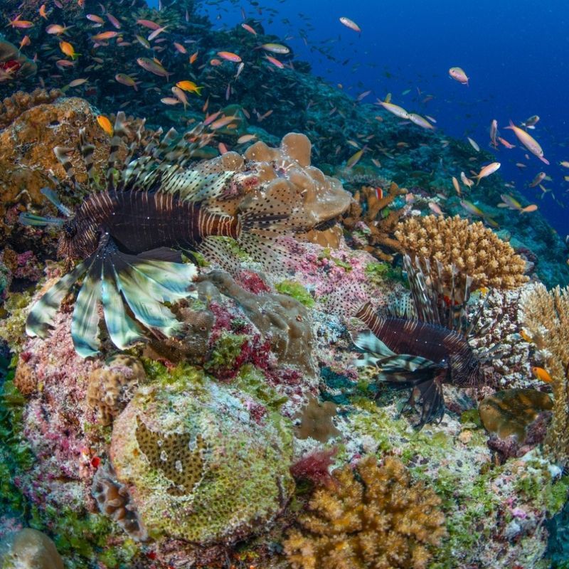 A vibrant coral reef teems with life beneath the clear waters of the Seychelles, captured during a scuba diving adventure in this stunning underwater travel photograph. Colorful corals, sponges, and schools of tropical fish create a dynamic and visually striking scene, highlighting the richness and diversity of this pristine Indian Ocean ecosystem. The Seychelles is renowned for its crystal-clear waters, healthy reefs, and exceptional diving experiences, offering unforgettable opportunities to explore marine life up close. Ideal for divers, marine wildlife enthusiasts, and underwater photographers, this scene celebrates the beauty, complexity, and ecological importance of the Seychelles’ underwater world. Inspiration Africa specializes in bespoke, tailor-made journeys to the Seychelles and across Africa, crafting immersive diving adventures and extraordinary marine wildlife experiences.