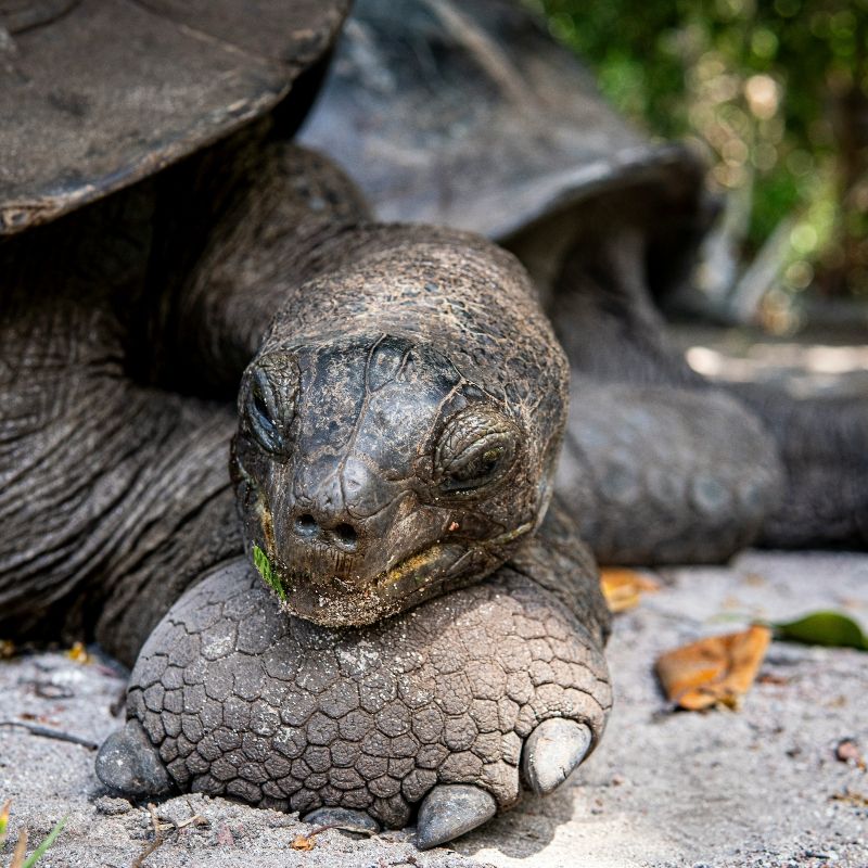 Curieuse Island in Seychelles is renowned for its thriving population of giant tortoises, offering a rare and memorable wildlife encounter. Located near Praslin, this protected reserve allows visitors to observe these majestic creatures roaming freely in their natural habitat. Inspiration Africa specializes in bespoke, tailor-made journeys to Seychelles and across Africa, crafting extraordinary safari and adventure experiences in remarkable destinations.