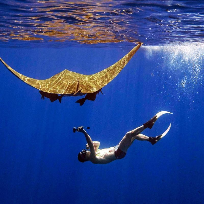 A snorkeler floats beneath a graceful manta ray in the clear waters off Saint Helena, captured in this breathtaking underwater travel photograph. The manta’s wide, elegant wings glide effortlessly above the diver, highlighting the scale, beauty, and serenity of one of the South Atlantic’s most remarkable marine encounters. Saint Helena is renowned for its remote, unspoiled waters and rich biodiversity, offering rare opportunities to observe large pelagic species in their natural environment. Ideal for snorkelers, marine wildlife enthusiasts, and underwater photographers, this scene captures the wonder, intimacy, and adventure of exploring Saint Helena’s extraordinary ocean life. Inspiration Africa specializes in bespoke, tailor-made journeys to Saint Helena and across Africa, crafting immersive marine experiences and unforgettable wildlife encounters in remote and pristine destinations.