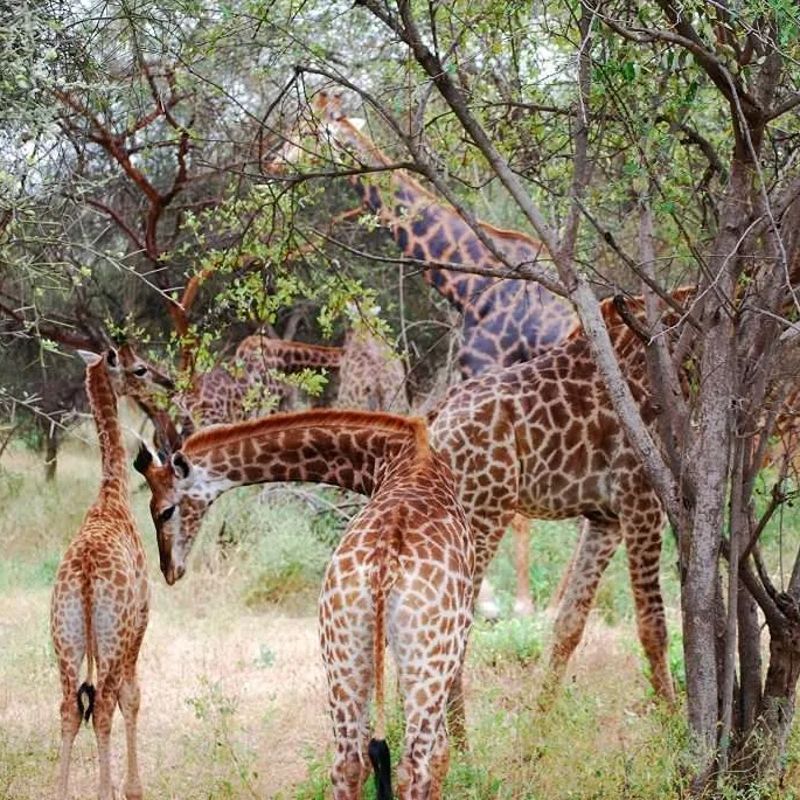 Giraffes standing gracefully in the African bush during a wildlife photography safari, capturing natural light and raw wilderness—an unforgettable experience curated by Inspiration Africa.