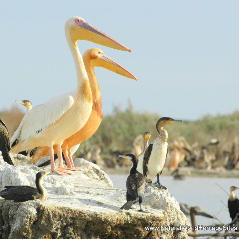 Pelicans and cormorants gathered along the water’s edge during a birding excursion, highlighting rich avian diversity and serene wetland landscapes—an immersive nature experience curated by Inspiration Africa.