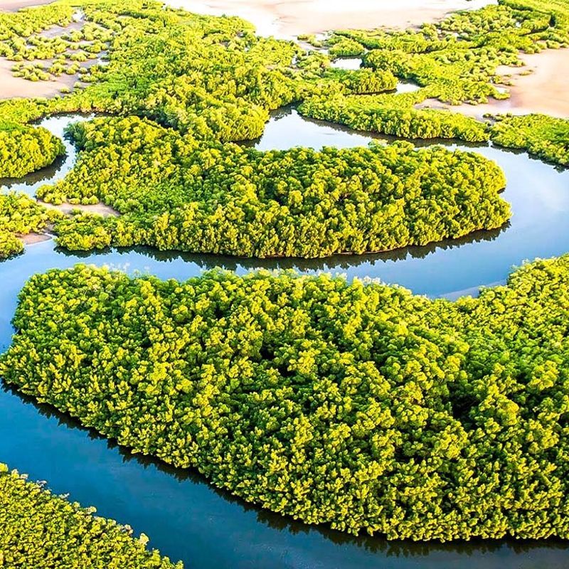 An aerial view of the lush green waterways of the Saloum Delta in Senegal is captured in this serene travel photograph, showcasing one of West Africa’s most unique and ecologically rich mangrove landscapes. A network of winding tidal channels and river inlets weaves through dense green mangrove forests and sandbanks, creating intricate patterns of water and vegetation that stretch toward the horizon. Soft natural light enhances the varying shades of green and blue, emphasizing the delta’s calm, untouched beauty and its vital role as a protected wetland ecosystem. The scene conveys tranquility, biodiversity, and the quiet rhythm of life shaped by tides and rivers in this remarkable coastal region. Inspiration Africa curates bespoke, tailor-made journeys to Senegal and across Africa, combining immersive nature experiences with cultural exploration and off-the-beaten-path travel adventures.