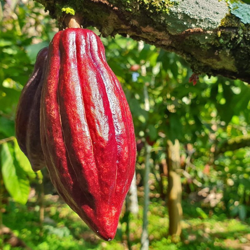 A cocoa plantation in São Tomé and Príncipe is captured in this vibrant travel photograph, showcasing neatly arranged rows of cocoa trees set within lush tropical vegetation. The rich greenery of the plantation contrasts beautifully with the surrounding forested hills, highlighting the fertile landscape and the island’s agricultural heritage. Sunlight filters through the leaves, casting dappled patterns across the ground and creating a sense of tranquility and abundance. The scene conveys both the natural beauty and cultural significance of cocoa production in São Tomé and Príncipe, offering an authentic glimpse into the island’s traditions and landscapes. Inspiration Africa specializes in bespoke, tailor-made journeys to São Tomé and Príncipe and across Africa, crafting unforgettable travel experiences in extraordinary destinations.