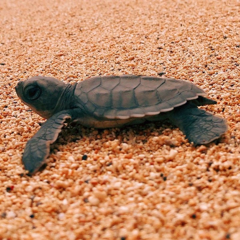 A baby sea turtle making its way across a sandy beach in Príncipe, São Tomé and Príncipe, is captured in this intimate travel photograph, taken during a guided turtle watching experience. The tiny hatchling moves toward the shoreline, leaving delicate tracks in the sand as soft natural light highlights the textures of the beach and the surrounding coastal landscape. The scene conveys a powerful sense of conservation, vulnerability, and new beginnings within one of Africa’s most pristine island environments. Gentle waves and untouched scenery emphasize the remote beauty of Príncipe’s protected beaches. Inspiration Africa curates bespoke, tailor-made journeys to São Tomé and Príncipe and across Africa, combining meaningful wildlife encounters with immersive island and conservation-focused experiences.