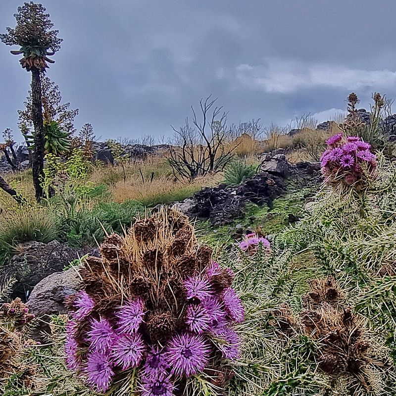 Purple wildflowers bloom across the lush slopes of Mount Kilimanjaro, creating a striking contrast against the rugged volcanic landscape and mist-covered vegetation of Africa’s highest peak. The vibrant alpine scenery captures the natural beauty and diversity of Tanzania, where dramatic mountain ecosystems meet untouched wilderness and breathtaking panoramic views. Inspiration Africa specializes in bespoke, tailor-made journeys across Tanzania and the African continent, designing immersive travel experiences that connect travelers with extraordinary landscapes, authentic cultures, and iconic destinations. From the rainforests and moorlands of Mount Kilimanjaro to the legendary safari plains below, every journey is carefully curated to reveal the beauty, adventure, and spirit of Africa in a deeply personal and unforgettable way.